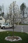 Here is the Bradford Pear that is in our front yard.  It's the nicest tree in the neighborhood, if you ask me, perhaps second only to our willow tree in the back yard.