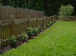 We planted these nice Simplicity rose hedge plants along the fence line.