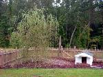 This is the willow tree, about 3 months after we planted it, in the back corner of the yard with the dog house.