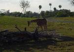 What a cute little baby giraffe!