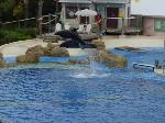 Here are a couple of dolphins jumping over a rope.