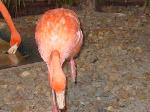 Pink flamingos get their coloring from the plankton that they eat.  Pretty cool, huh?