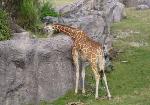 Here's a full grown giraffe.