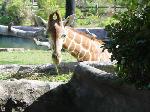 One of the giraffe close-ups.