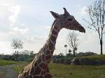One of the giraffe closeups.