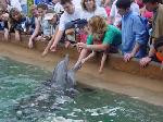 Karen and Timothy are feeding and petting the dolphin.  I got to do this too, it was damned cool.