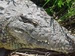A closeup of the Nile alligator.  He looks nasty!