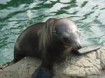 The seals were very active, coming right up to the edge looking for food.  This one is hungry.