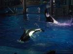 Shamu can jump!